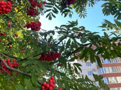 Бабье лето возвращается в Челябинскую область