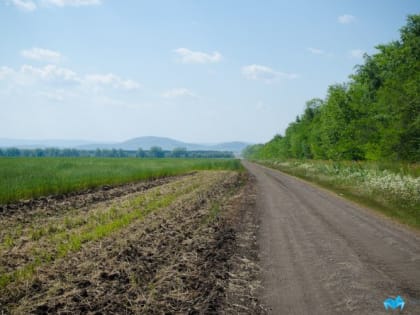 Зеленый пояс: вокруг Магнитогорска ежегодно планируют высаживать деревья