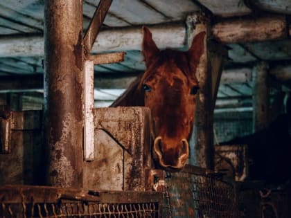 «Кролики, лошади, пчёлы»: в России пересчитают животных