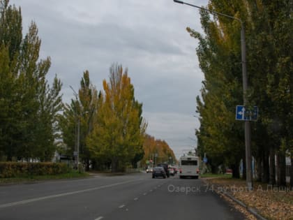 Городские будни, или Мишки в озёрском лесу