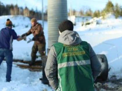 В Челябинской области из-за выявления опасного вируса пресечена реализация партии импортных семян томатов