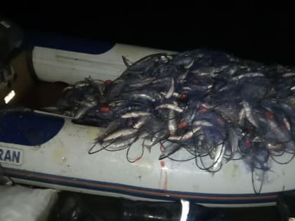 Браконьеры в период нереста выловили из Аргазей рыбы на ₽5,5 млн