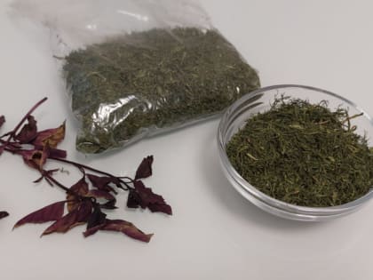 Эксперты Роскачества рассказали о полезных свойствах семян укропа и как приготовить из них отвар