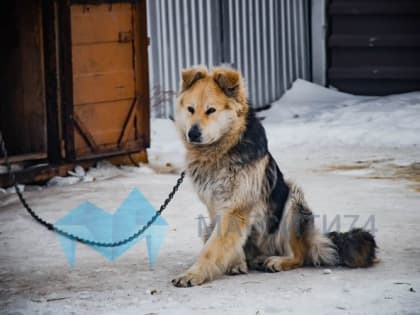 В Магнитогорске оштрафовали 31 владельца собак