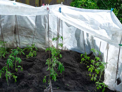 Холода урожаю не помеха Челябинский садовод помогает растениям пережить сложные погодные условия
