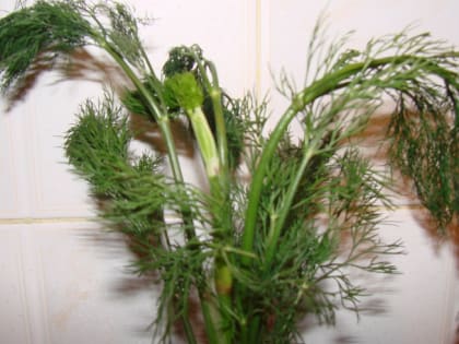 Эксперты Роскачества предупредили об опасных свойствах укропа