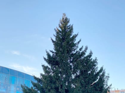 В Копейск приехала лесная красавица – новогодняя елка!