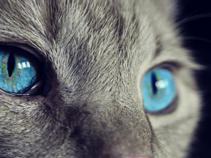 Бешенство 2023: счет открыт. В Челябинской области зафиксировано два случая бешенства домашних котов