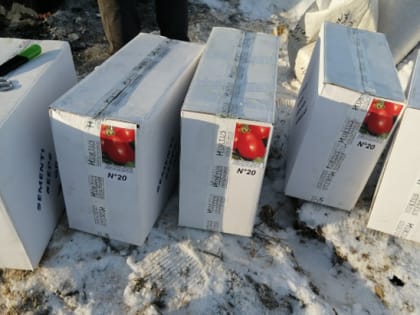 В Миассе сожгли 100 кг импортных семян томатов