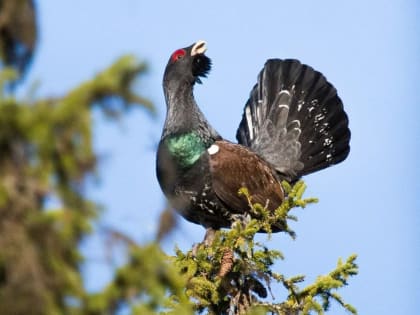 Прогноз погоды в Челябинской области на июль 2023 года