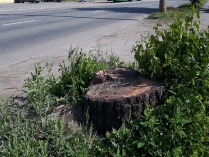 В Челябинске возбудили уголовное дело о незаконной рубке деревьев