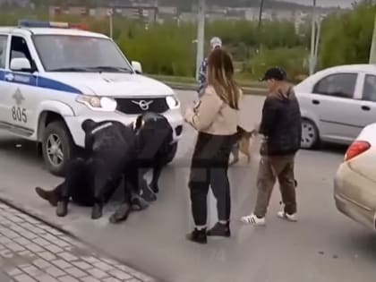 Не прав и без прав. Полиция Златоуста прокомментировала жёсткое задержание пьяного нарушителя