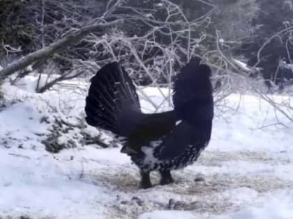 На Таганае глухарь устроил дефиле перед фотоловушкой