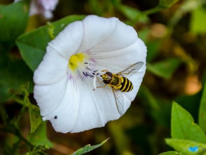 В Магнитогорске ожидается жара до плюс 36 градусов