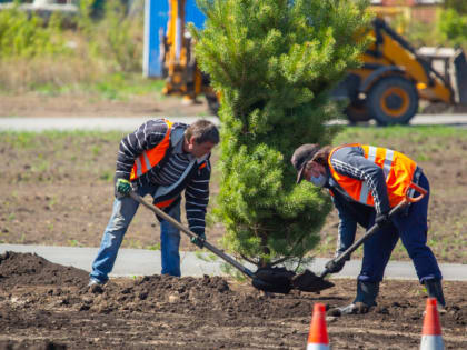 В Магнитогорске бесплатно раздадут 18 тысяч сеянцев деревьев и кустарников