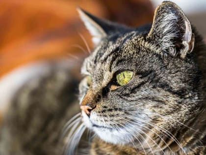 Какая погода ожидает жителей Челябинской области в апреле, рассказали синоптики