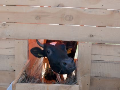 Южноуральский Минсельхоз собирает документы на гранты семейным фермам и «Агростартап»