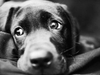 Южноуралец, выбросивший собаку из окна квартиры, получил «условку»