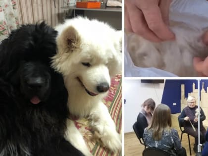 Челябинка сдала на тёплые пояса для военных шесть кило шерсти, собранной со своих собак