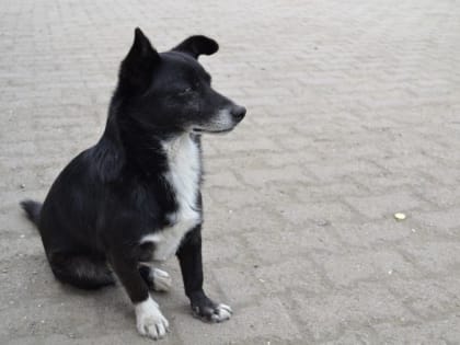 Госдума наделила регионы правом выбирать, как поступить с бездомными животными