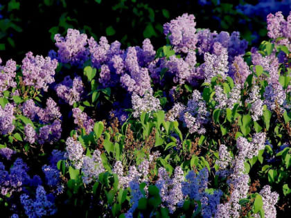 В четверг в Челябинской области тепло и солнечно