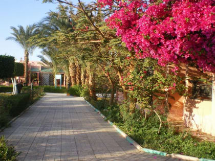 В Египте зафиксировали случаи неизвестного заболевания