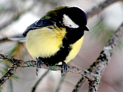 В понедельник в Челябинской области - мокрый снег с дождем
