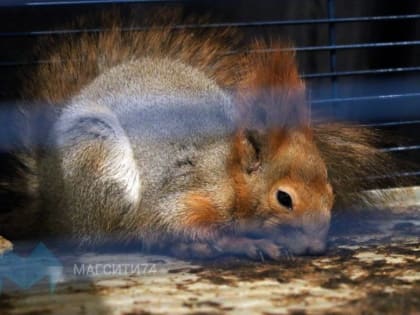 Как вести себя при встрече с дикими животными