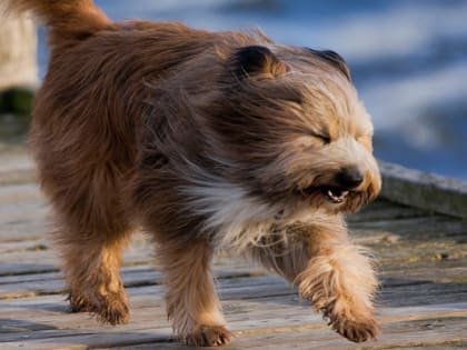 Южноуральцев предупредили об усилении ветра