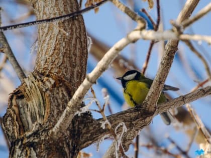 В Магнитогорске ожидается снег с дождем