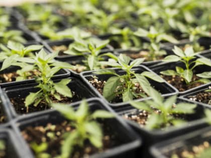 Витамины на грядке