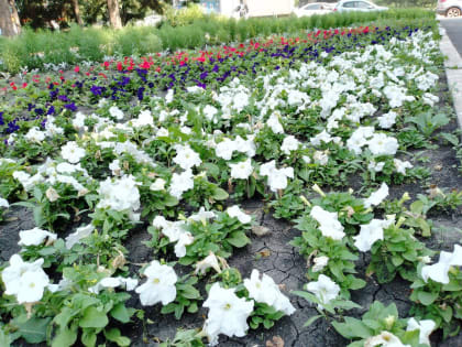 В Копейске продолжается уход за зелеными насаждениями