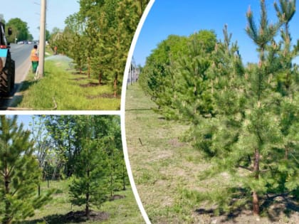 Вдоль одной из улиц Челябинска высадили 196 сосен