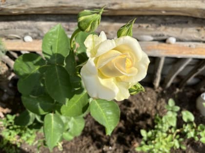 Жара отступает