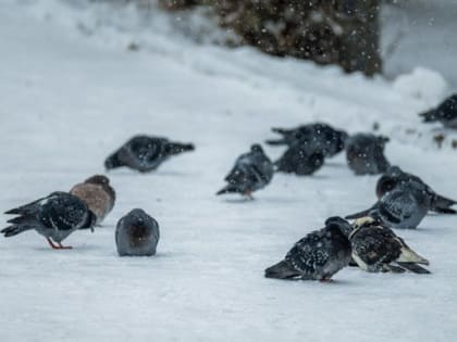 Григорий Зимоуказатель обещает южноуральцам морозную первую половину зимы