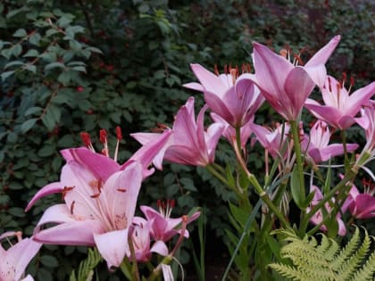 Надолго ли в Челябинскую область заглянули дожди и до +27 градусов, рассказал Гидрометцентр