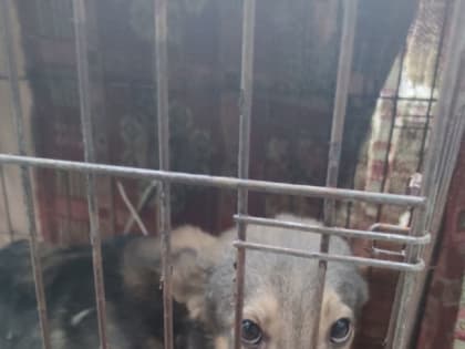 Живой скелет: собака умершего челябинца почти два месяца была заперта на балконе без еды и воды