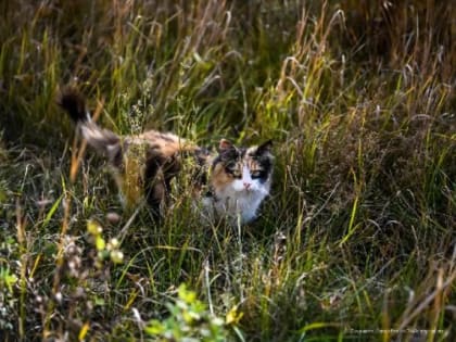 В 2022 году на Южном Урале от бешенства погибли 60 животных