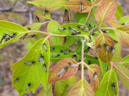 Жителей Челябинской области напугали комары-звонцы