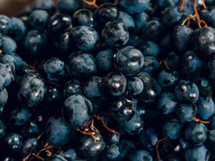 В гранатах, поступивших в Челябинскую область, обнаружили опасного вредителя