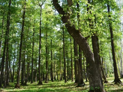 Пожарная безопасность в условиях летнего зноя: магнитогорцам напомнили о наказании за разведение костров