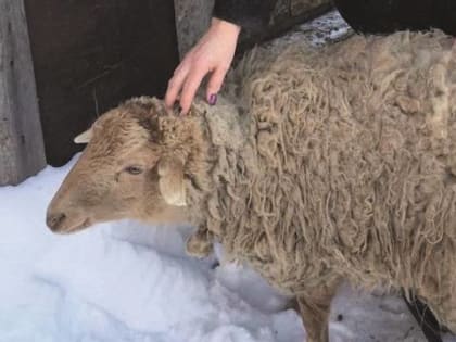 Вновь разыграем барана