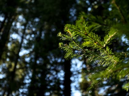 В Челябинске общественность одобрила проект создания «зелёного пояса» вокруг мегаполиса