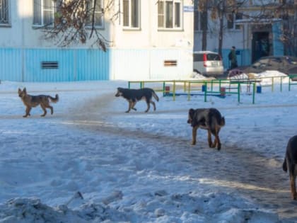 Проспект Победы в Челябинске оккупировала собачья стая