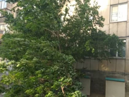 Большой жары не будет: синоптики рассказали, каким будет лето на Урале