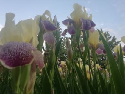 Дожди в Челябинскую область вернулись на неделю