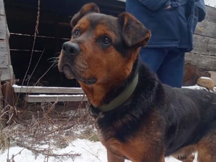 В Магнитке нашли заблудившегося пса из Златоуста