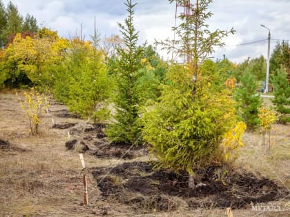 В зелёной зоне