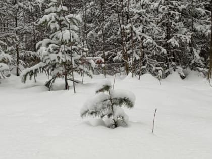 Таганайские ели взяли под спецохрану