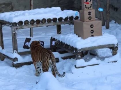 Тиграм в челябинском зоопарке подарили валенки